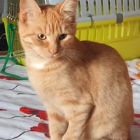 Leny, chat à adopter