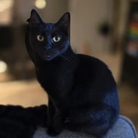 Sylva, chatte à adopter