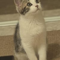 Peps, chat à adopter