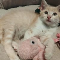 Boubou, chat à adopter