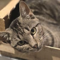 Delto, chat à adopter