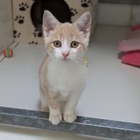 AMANDINE, chatte à adopter