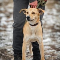 Rudy, ein lieber Traumhund , 3 Jahre alt, Hund zur Adoption