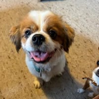 🐾 Miki  ein kleiner Schatz, Hund zur Adoption