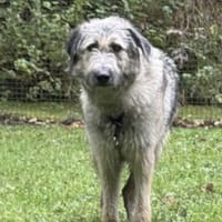 Fiete - sanfter Riese sucht Zuhause, Hund zur Adoption