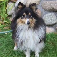 Wim ein Hundeherz aus Gold, Hund zur Adoption