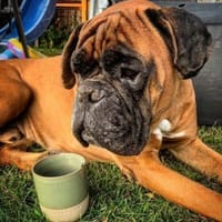 Django, Hund zur Adoption