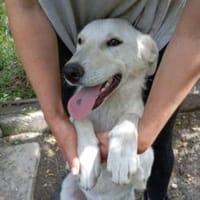 Tortulino 55 cm (Pflegestelle), Hund zur Adoption