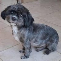 Mushu, sensibler Hundemann sucht Familie, Hund zur Adoption