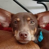 Pino ein kleiner Herzensbrecher, Hund zur Adoption