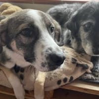 Zaubermaus Nika in Bayern, Hündin zur Adoption