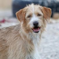 Dahlia sucht ihre für immer Familie!, Hündin zur Adoption