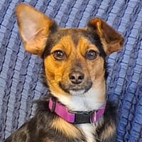 Emma2 sucht ein Zuhause/Pflegestelle, Hündin zur Adoption