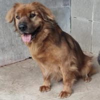 Arthos der treue Liebe Kerl / 82284, Hund zur Adoption