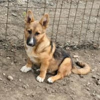 Bondi, Minihund sucht neue Familie, Hund zur Adoption