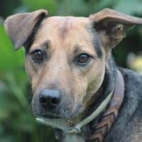 Gino - liebevoll & verschmust, Hund zur Adoption