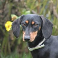 Lilly - liebe anhängliche kleine Hündin, Hündin zur Adoption