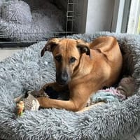 Wer schenkt Dalila ihr Traumzuhause?, Hündin zur Adoption