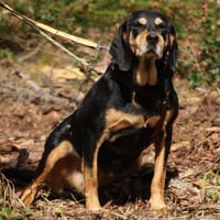 Rhonda Braquen Mix 9-10 Jahre, Hündin zur Adoption