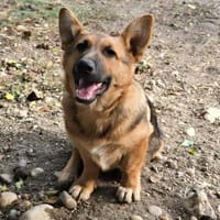 Fifi, Minihund such neue Familie, Hund zur Adoption