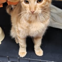 Ognik, kot do adopcji