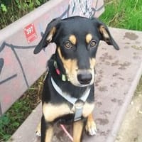Branco möchte glücklich werden, Hund zur Adoption