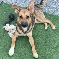 Lass dich von Maverick verzaubern!, Hund zur Adoption