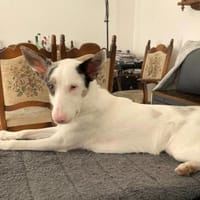 ARIZA- EIN STERNCHEN AUF DER SUCHE, Hündin zur Adoption
