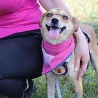 Serena: heiter wie der Sonnenschein, Hündin zur Adoption