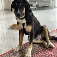 Fiete - 68766 Hockenheim, Hund zur Adoption