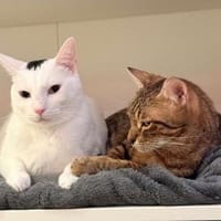 Oscar und Viktor aus dem Tierschutz, Kater zur Adoption