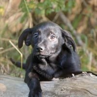 Dallas ❤ Schutzgebühr 500 Euro, Hund zur Adoption