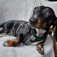 Mira in 34471 Volkmarsen, Hündin zur Adoption