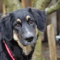 Machen Sie Urano glücklich?, Hund zur Adoption