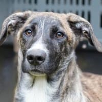 Mercurio möchte glücklich werden, Hund zur Adoption