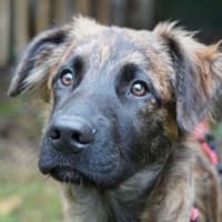 Wer gibt Giove ein Zuhause?, Hund zur Adoption