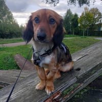 Sandia ist sehr lieb und freundlich, Hündin zur Adoption