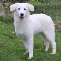Geben Sie Cloe ein Zuhause?, Hündin zur Adoption
