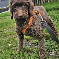 Juria ist sehr sanft und sensibel, Hündin zur Adoption