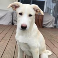 Carlos möchte Ihr treuer Begleiter sein, Hund zur Adoption