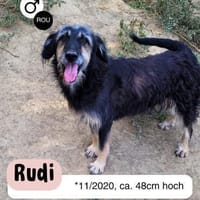 Sanfmutiger RUDI sucht seine Menschen, Hund zur Adoption