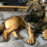 Schenkst du Pumba ein Zuhause?, Hund zur Adoption
