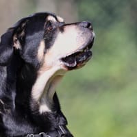 SKY PAA22763, chien à adopter