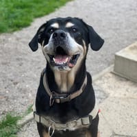 SKY PAA23065 (ex paa22763), chien à adopter