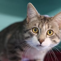 HEIMDALL, chat à adopter