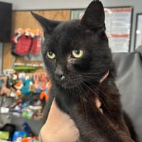 GAVROCHE, chat à adopter