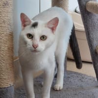 BROOKLYN, chatte à adopter
