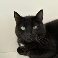 ARTHUR, chat à adopter