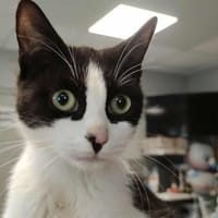 MOJO, chat à adopter