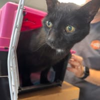 NOUGATI, chat à adopter